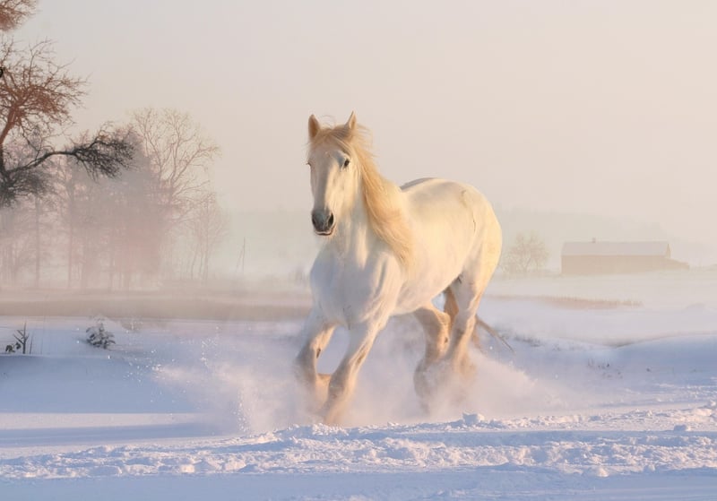 Horse Carriage
